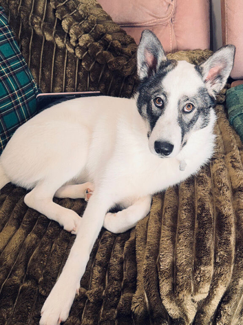 6 month old female husky