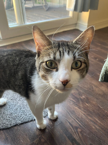 Male cat