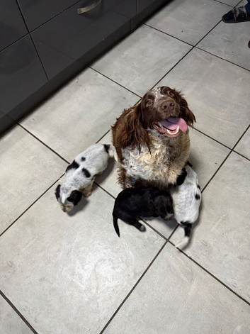 Beautiful Cocker Spaniel Girls &ndash; Ready for Loving Homes