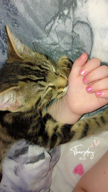 Male kitten