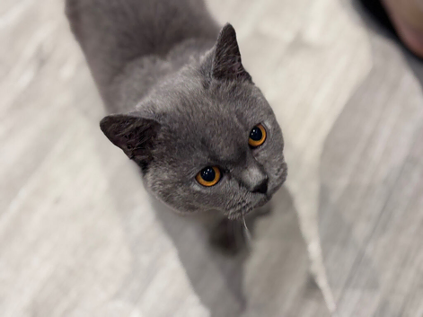 Hi everyone! This is J&oacute;zsi. He's a very happy, playful, affectionate and loving little boy. ️