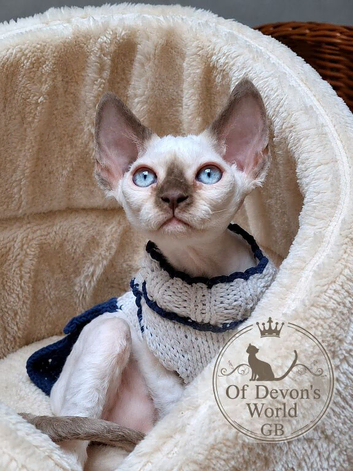 Beautiful Devon Rex Girl &ndash; Ready for Her Forever Home