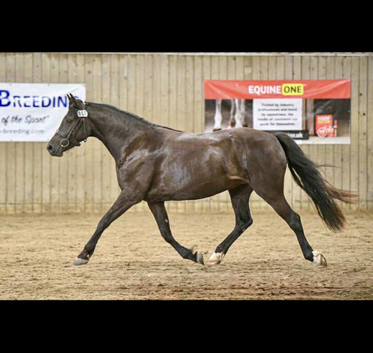 Stunning little mare looking for her Person