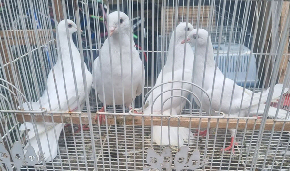 White pigeons