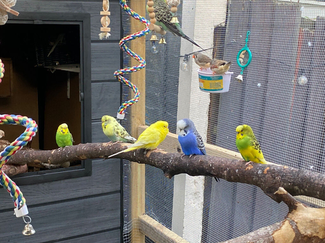 Budgies for sale