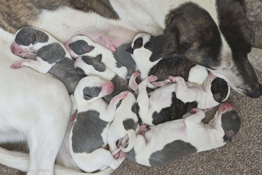 Lovely whippet pups