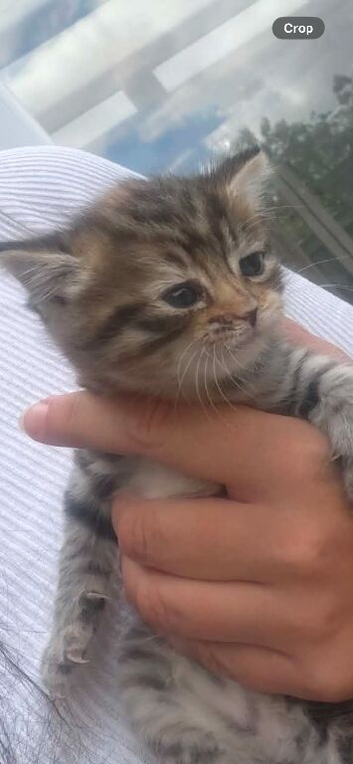 Kittens