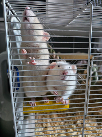 2 cute boy rats