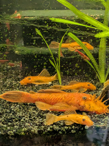 Super red BN pleco breeding pair
