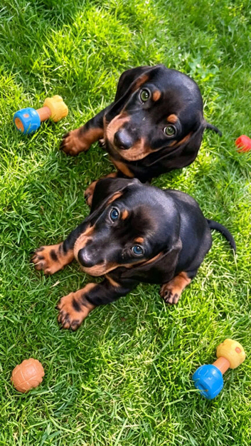 Beautiful Black and Tan boys green and blue eyes.