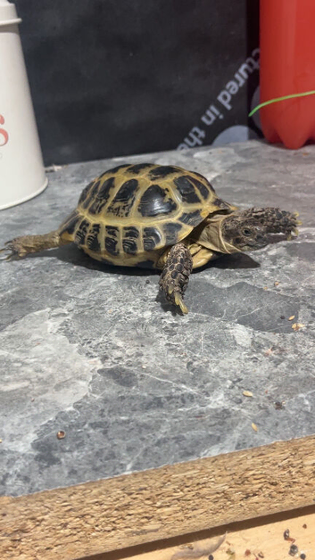Horse tortoises