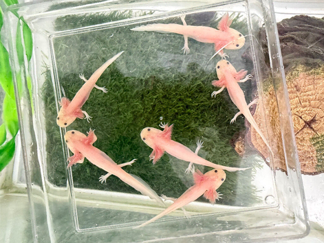 Pink axolotls
