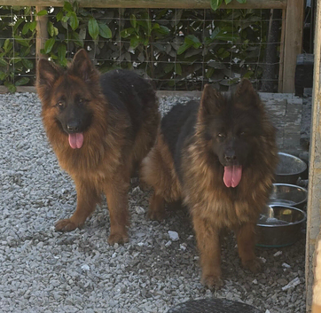 German shepherd bitch for sale