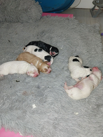 F1b cockapoo puppies