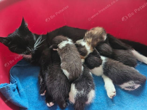 6 Beautiful Kitten