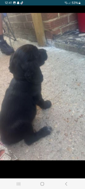 F2 cockapoo