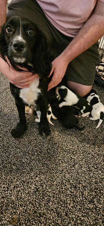 Cocker Spaniel Cross Sprollie Puppies