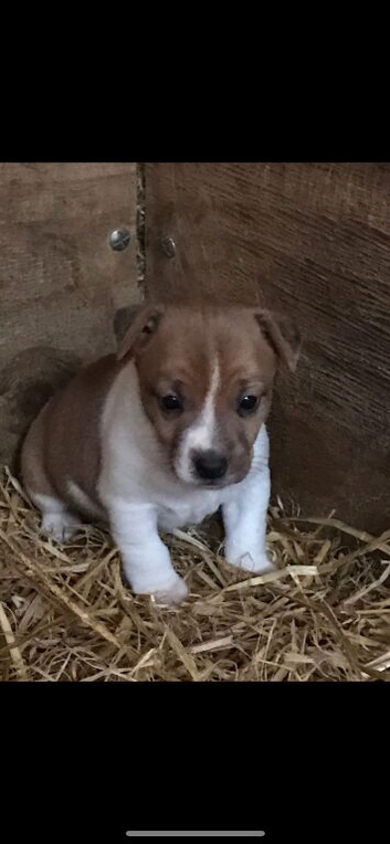 Chihuahua Jack Russell puppies