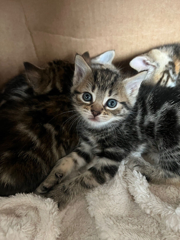 Mixed breed kittens for sale