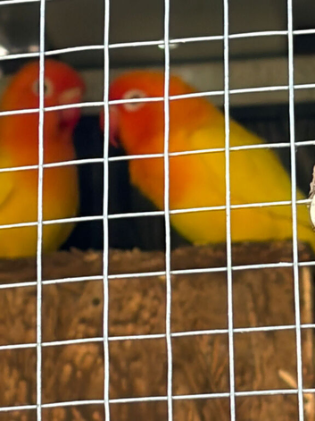 Bedding pair lovely LOVE BIRD