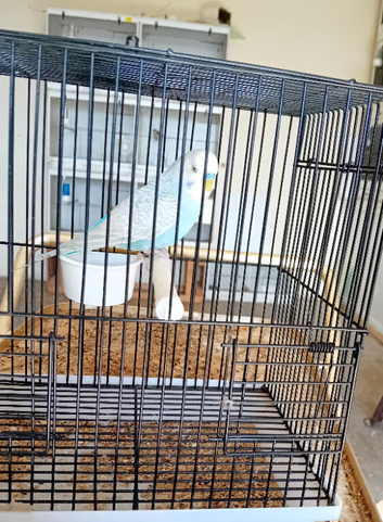 Budgies
