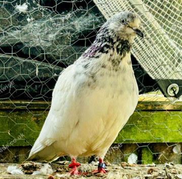 White pigeon