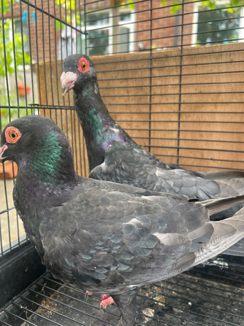 Siryan quality pigeon for sale