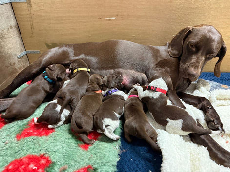 Outstanding KC registered German Shorthaired Pointers