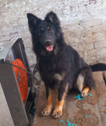 Female German Shepherd