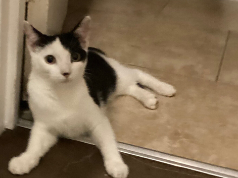 Kitten