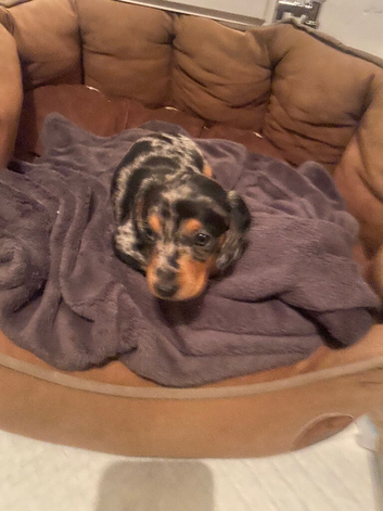 Miniature Dachshund Puppy
