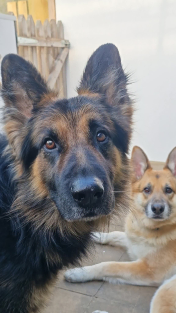 2x male shepards for stud