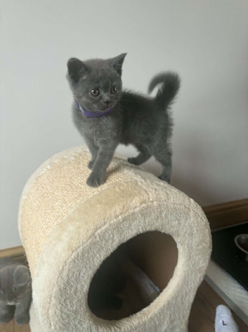 Lovely British shorthair kittens