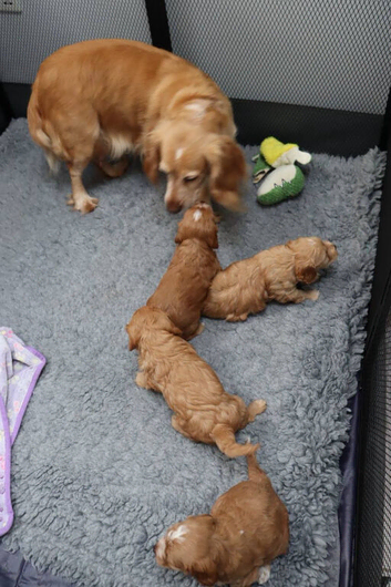 Champion bloodlines F1 puppies