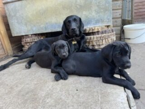 Labrador puppies