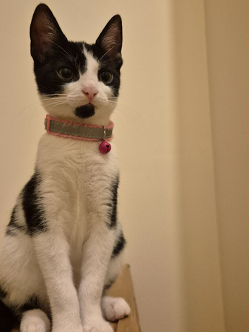 Female tuxedo ready to go
