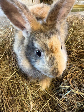 Female young friendly rabbit