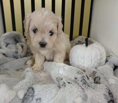 Maltipoo puppy 1 grils available