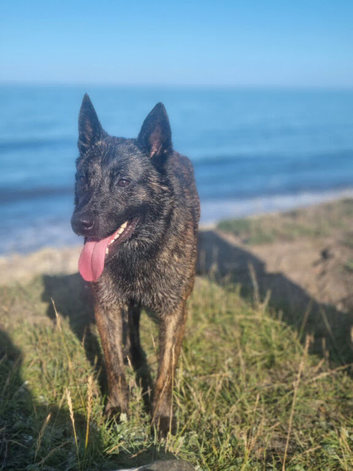 Dutch Herder puppies for sale