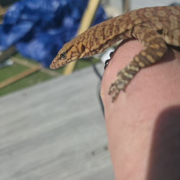 Possible 1.1 Pilbara rock monitors