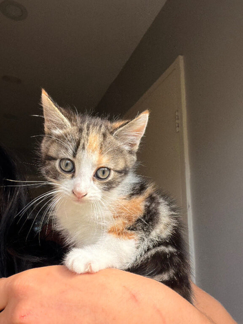 8 kittens for sale ready to go