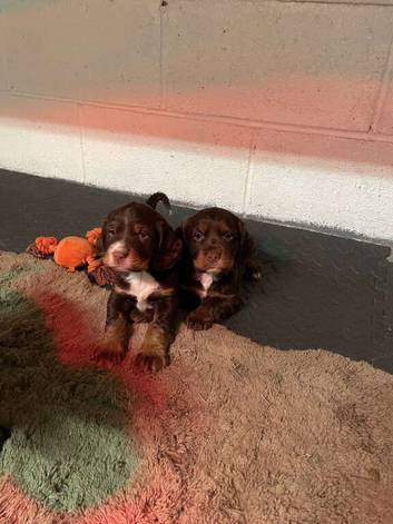 2 lovely male cocker spaniels