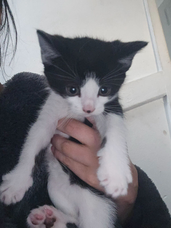 Last kitten left looking for his forever home