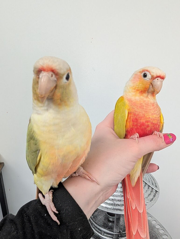 Conure Pair rehoming