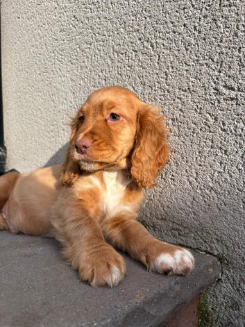 Cocker spaniels