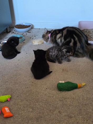 4 bengal cross kittens