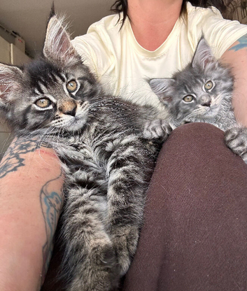 GCCF Reg Maine coon kittens, sire is Champion