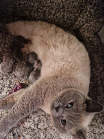 Beautiful British shorthair kittens