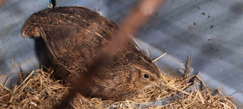 Jumbo Quail (adult)