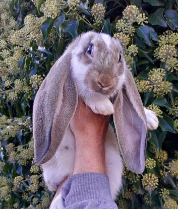Pure English Lop baby rabbit BLACKPOOL